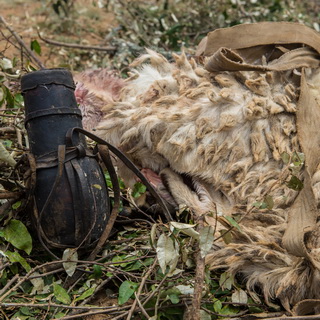 Kisima - Samburu lmuget - Blood